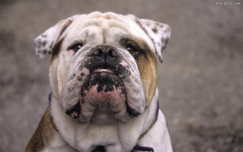 可爱斗牛犬宝宝图片