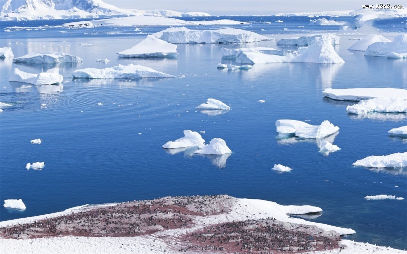 野生动物企鹅图片