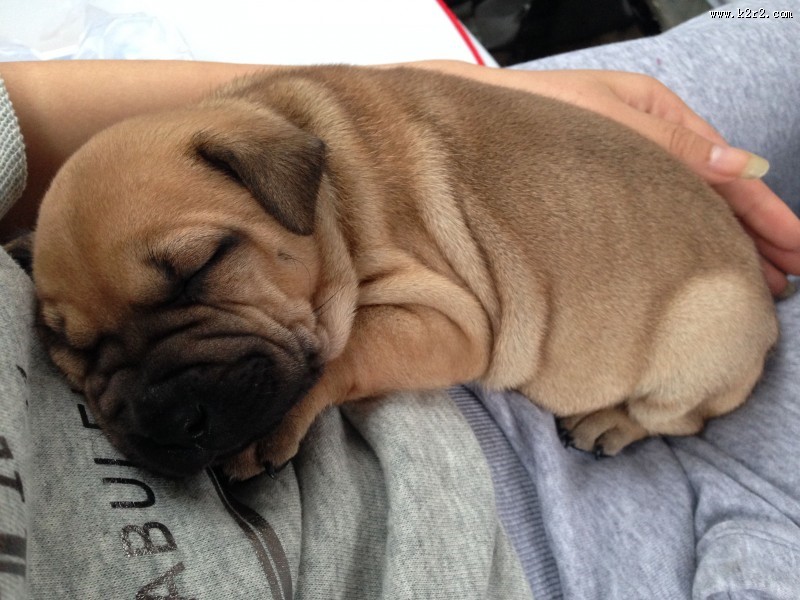 肉嘟嘟的沙皮犬图片大全