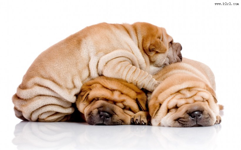 肉嘟嘟的沙皮犬图片大全