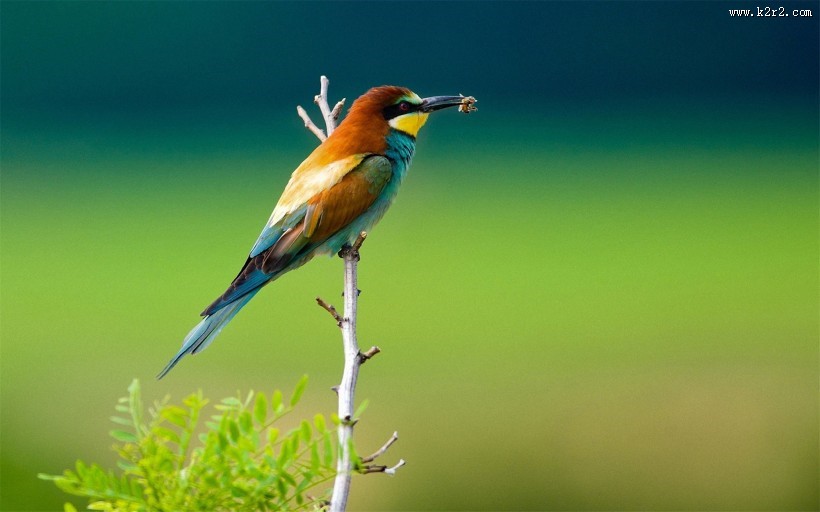 代表幸福的翠鸟图片
