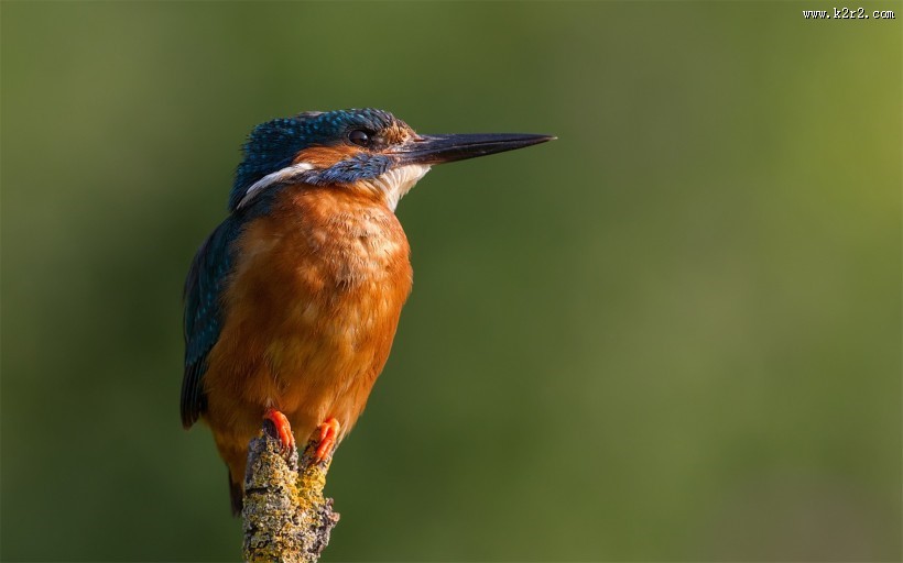 代表幸福的翠鸟图片