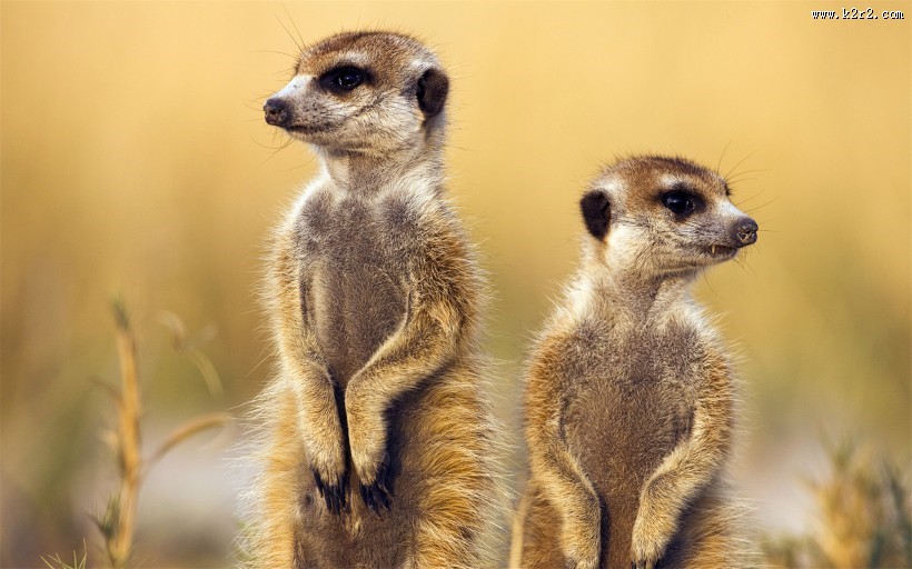 非洲野生动物图片