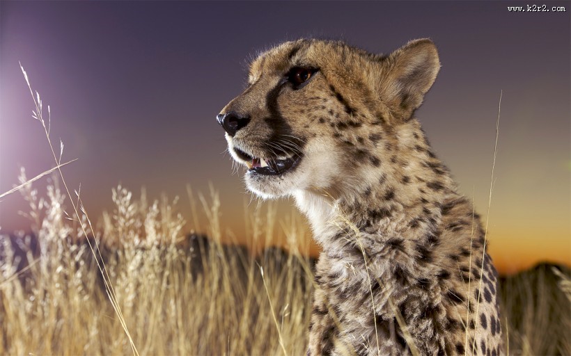 非洲野生动物图片