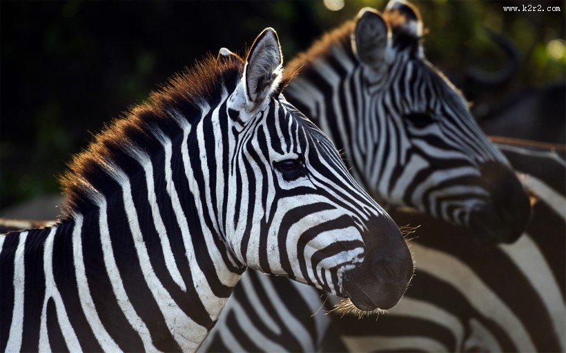 非洲野生动物图片