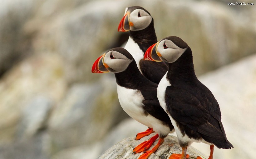 可爱的善知鸟图片