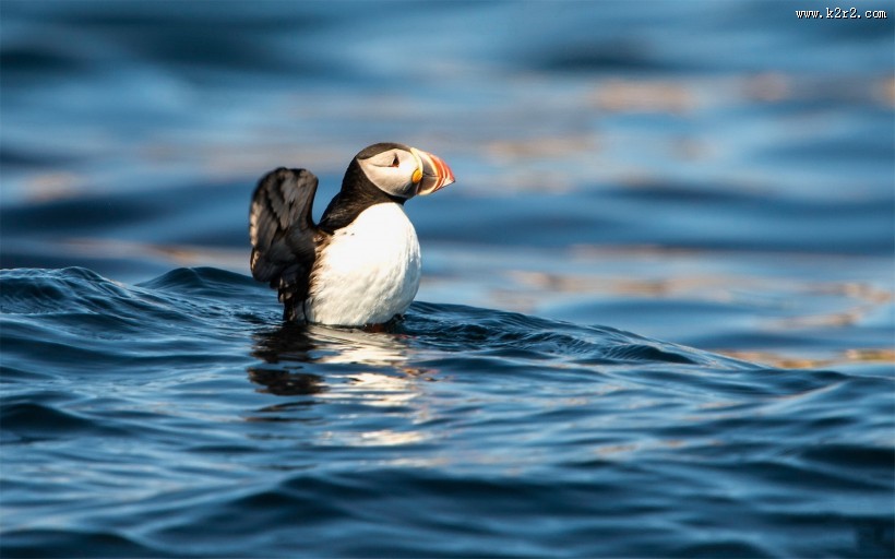 可爱的善知鸟图片