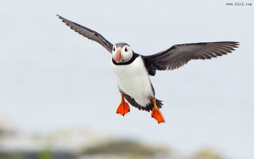 可爱的善知鸟图片