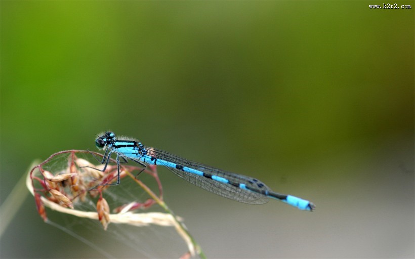 美丽的蜻蜓图片