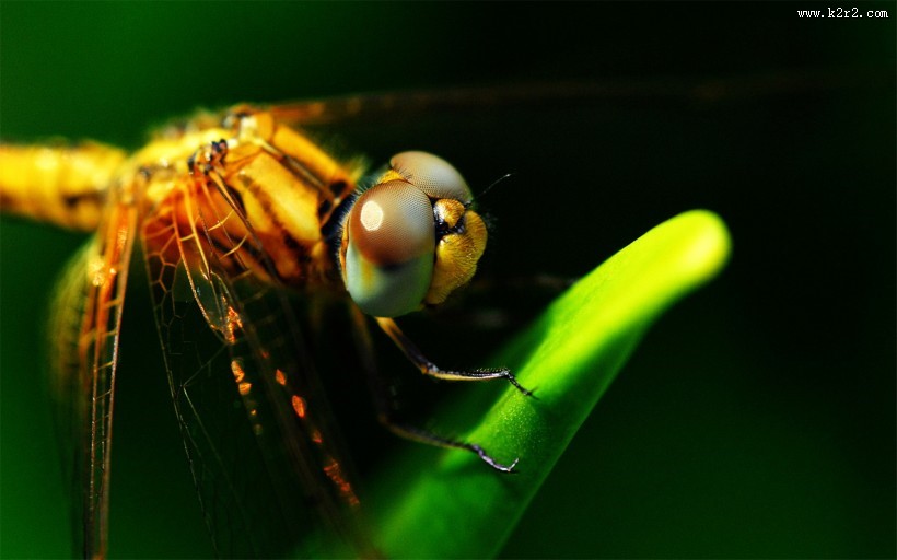 美丽的蜻蜓图片