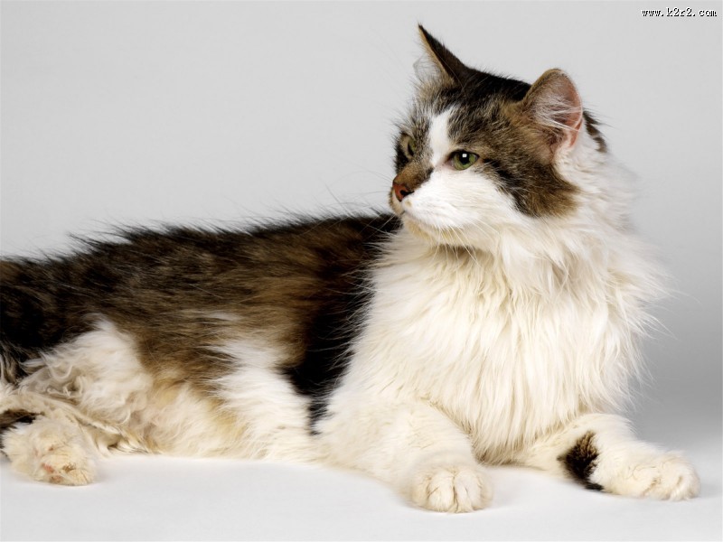 萌力无限的喵星人图片