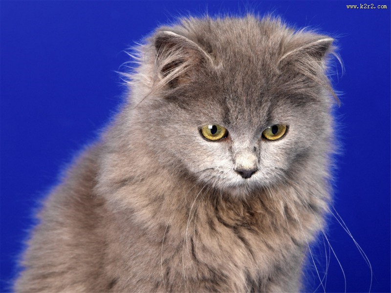 萌力无限的喵星人图片