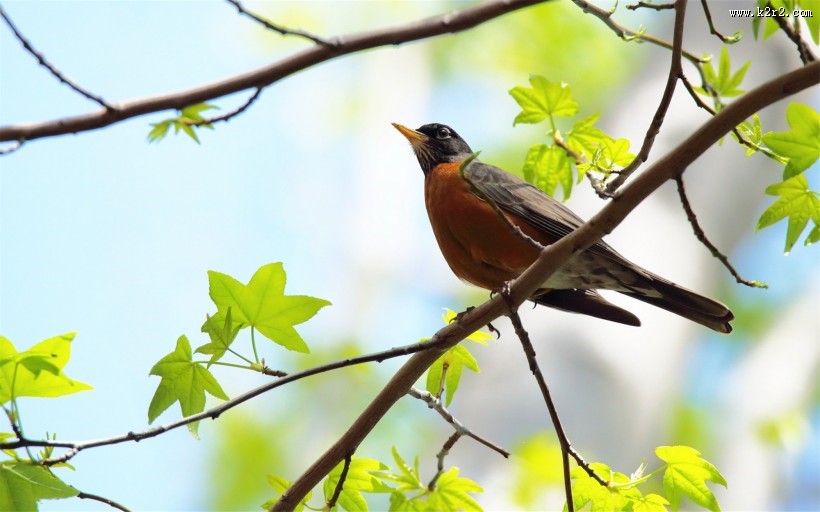 黑喉红尾鸲图片