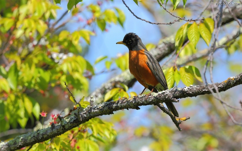 黑喉红尾鸲图片