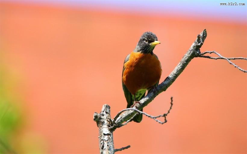 黑喉红尾鸲图片