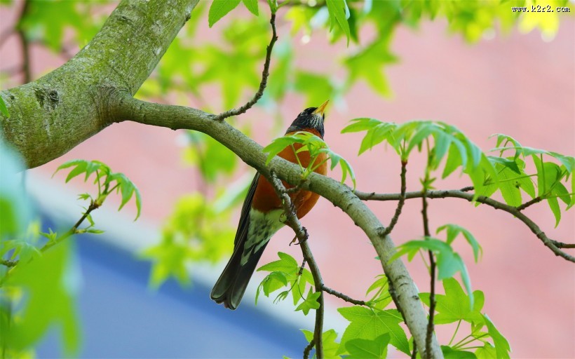 黑喉红尾鸲图片