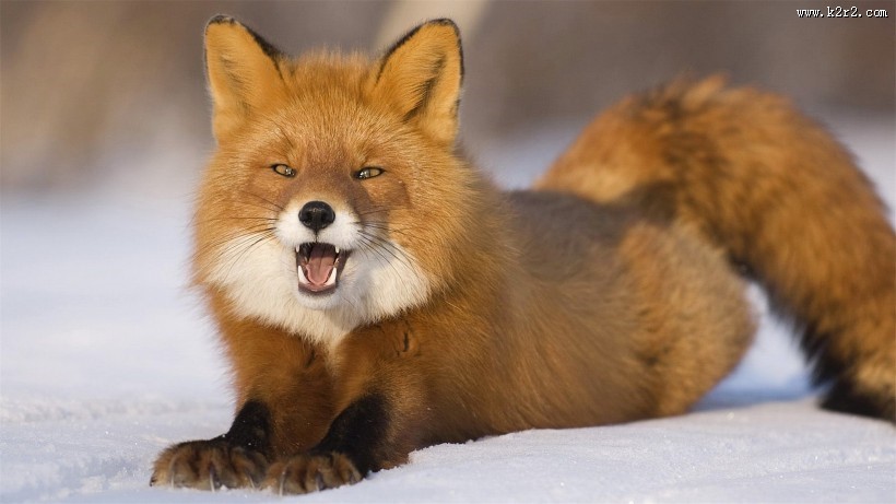 红狐的图片