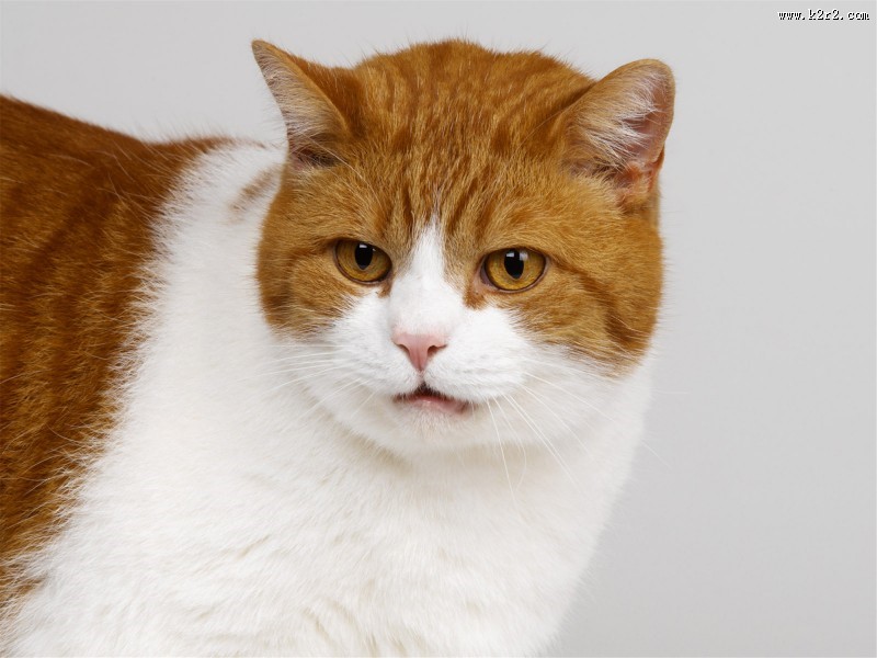 机灵的小萌猫图片