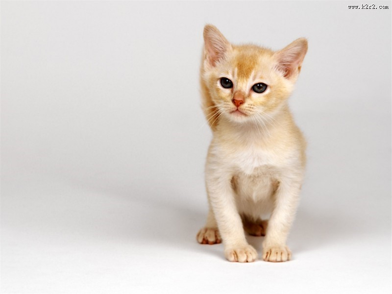 机灵的小萌猫图片