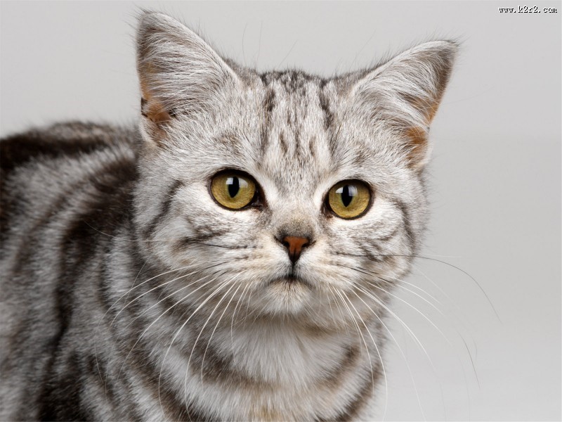 机灵的小萌猫图片