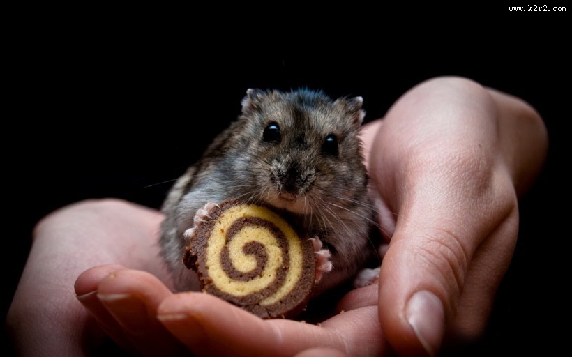 可爱小白鼠图片