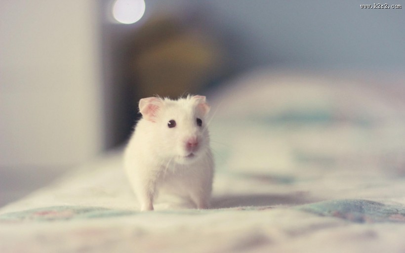 可爱小白鼠图片