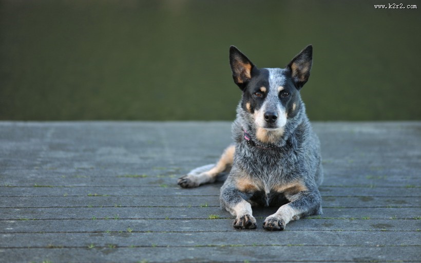 可爱的澳洲牧牛犬图片大全