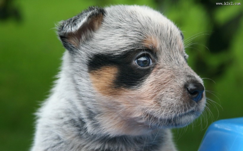 可爱的澳洲牧牛犬图片大全