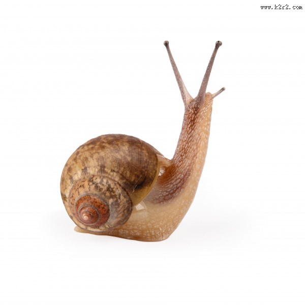 蜗牛超清图片