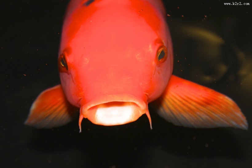 可爱五颜六色色锦鲤图片大全