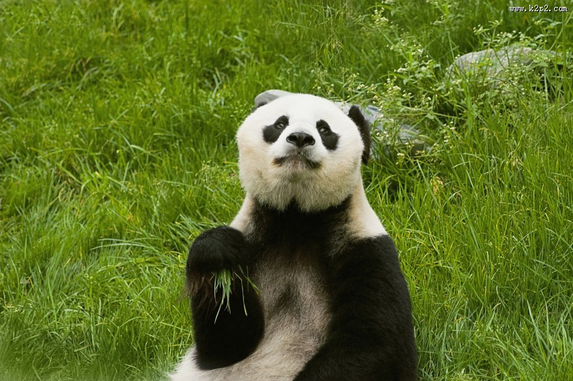 可爱无敌的大熊猫图片
