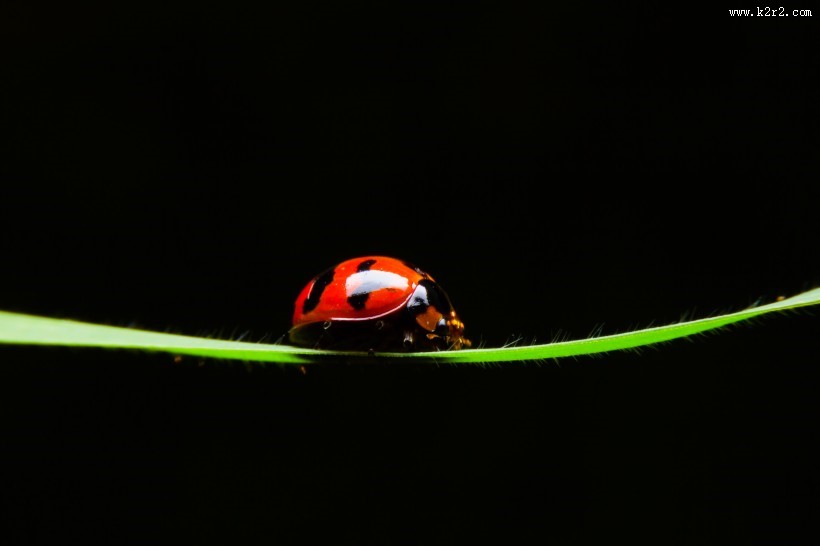 植物上的七星瓢虫图片大全