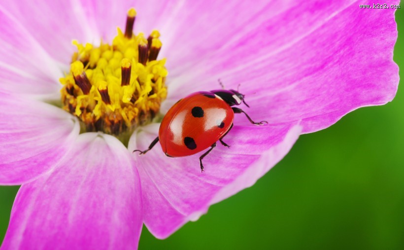 植物上的七星瓢虫图片大全