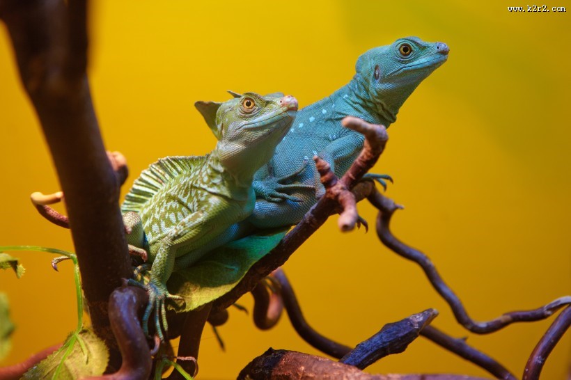 变色龙特写图片大全