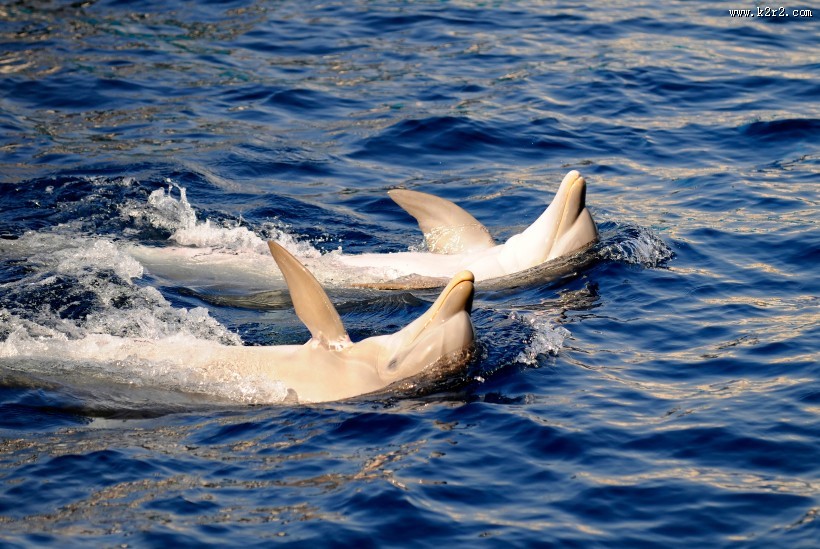 大海中海豚图片