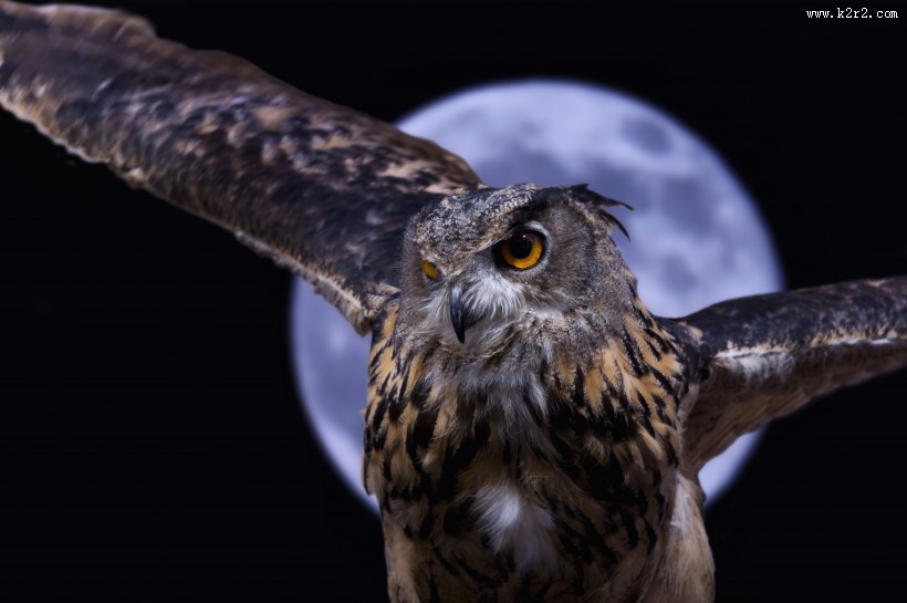 猫头鹰图片