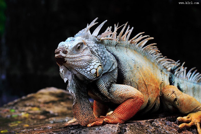 变色龙特写图片大全