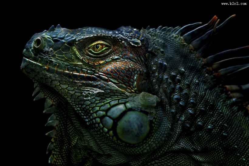 变色龙特写图片大全