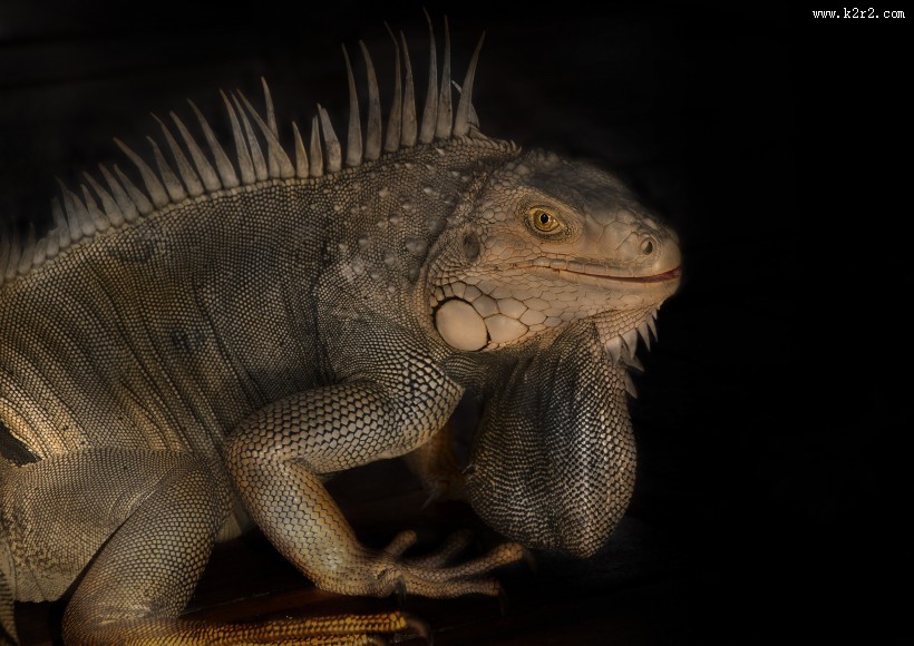 变色龙特写图片大全