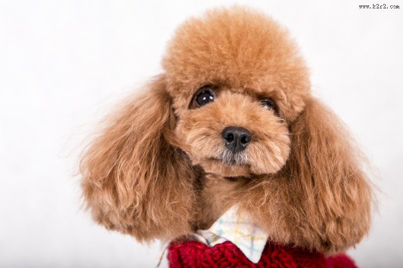 泰迪犬图片大全