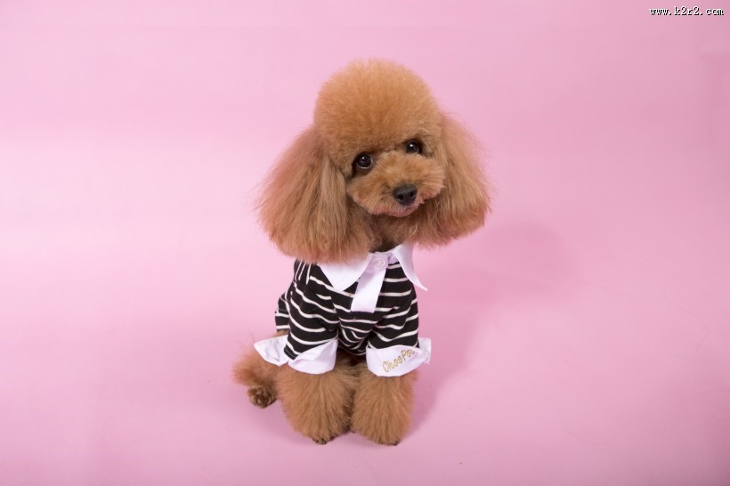 泰迪犬图片大全