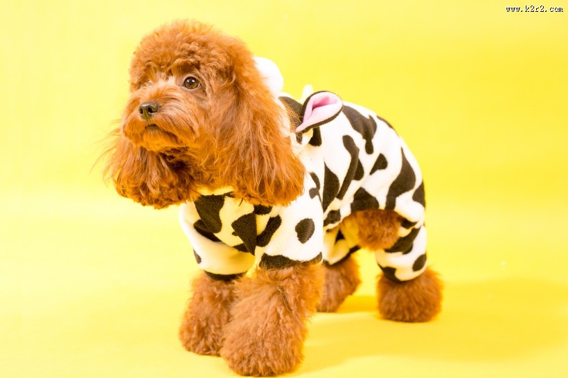 泰迪犬图片大全