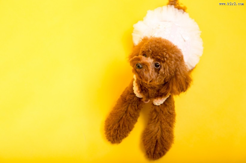 泰迪犬图片大全