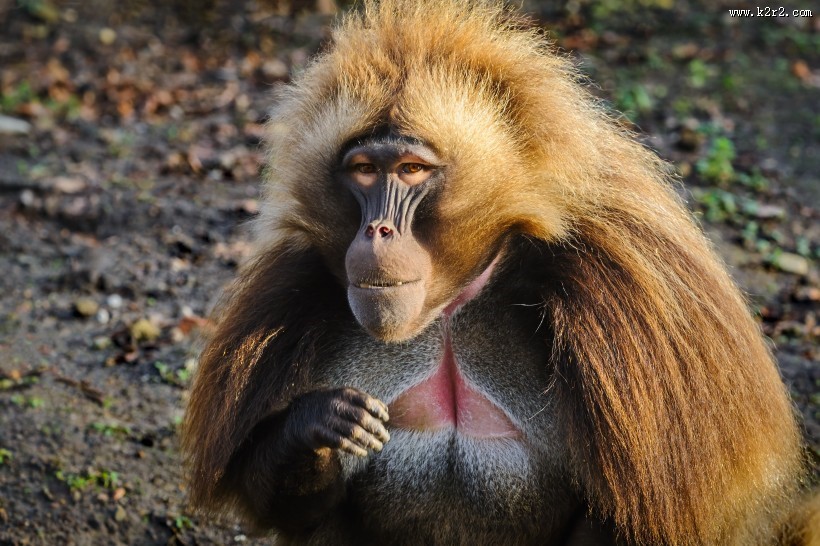 猴子图片