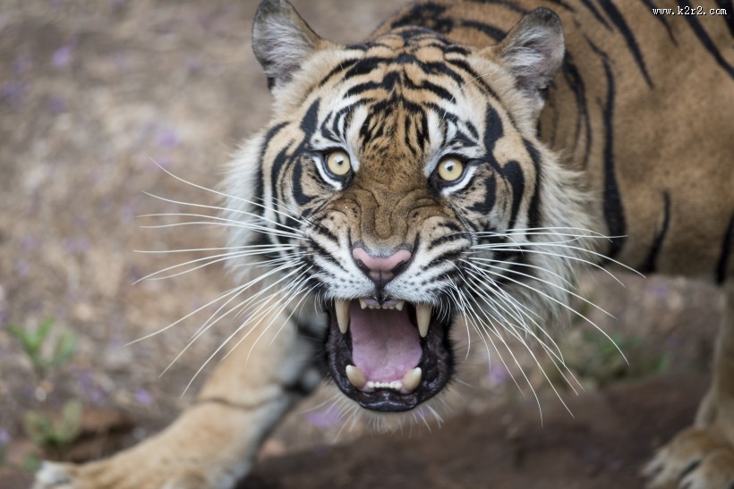 野外老虎图片大全