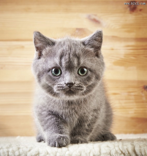 可爱的小猫图片大全