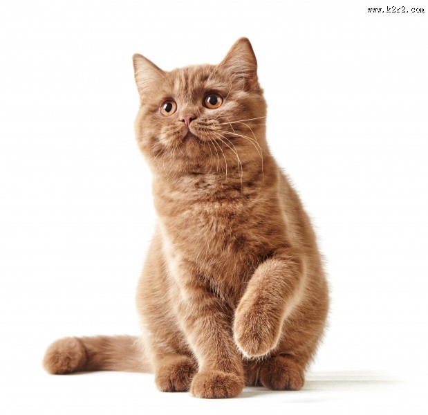 可爱的小猫图片大全