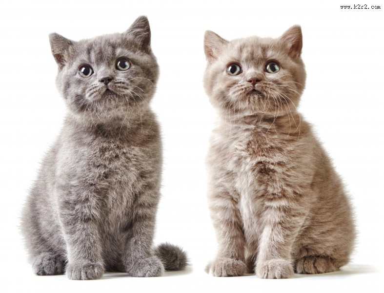 可爱的小猫图片大全