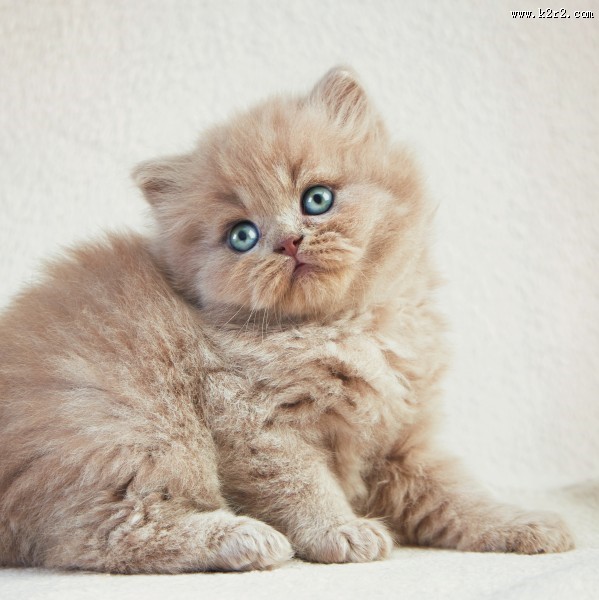 可爱的小猫图片大全