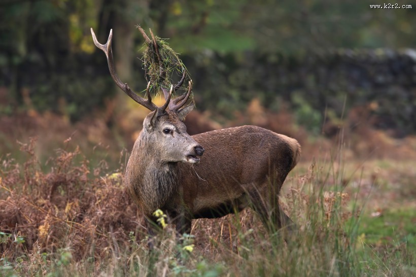 野生鹿图片